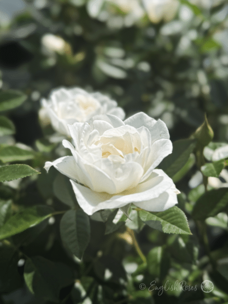 Little Angel White Patio Rose Bloom - Open white patio rose bloom