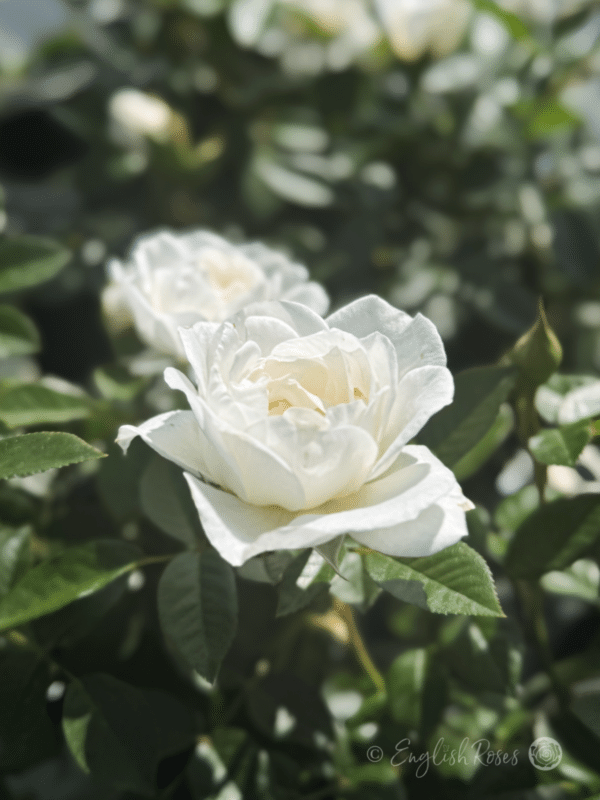 Little Angel White Patio Rose Bloom - Open white patio rose bloom