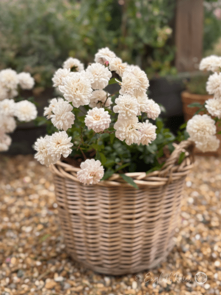 Little Pet Rose Planted Basket - Small white blooms planted in a basket
