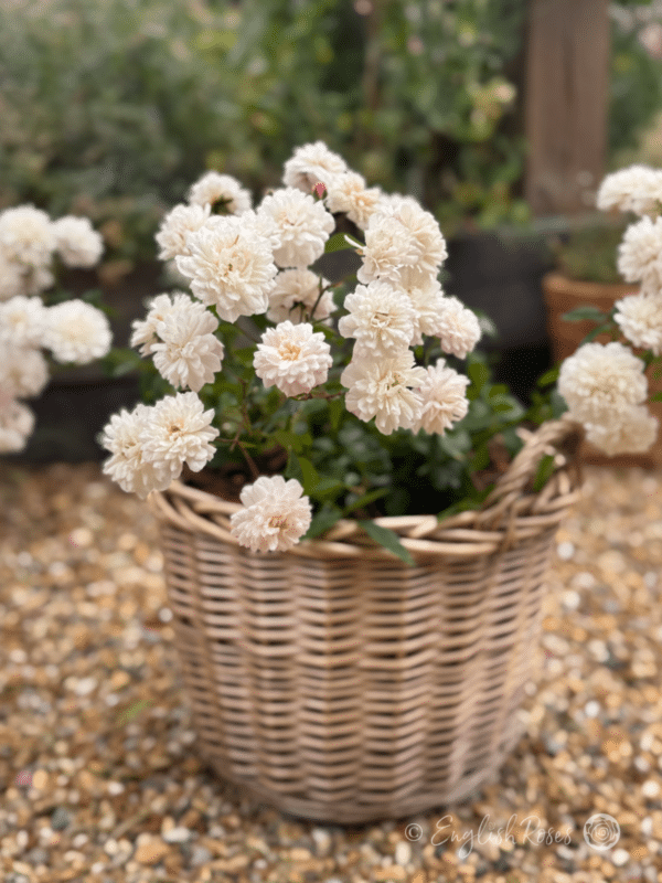 Little Pet Rose Planted Basket - Small white blooms planted in a basket