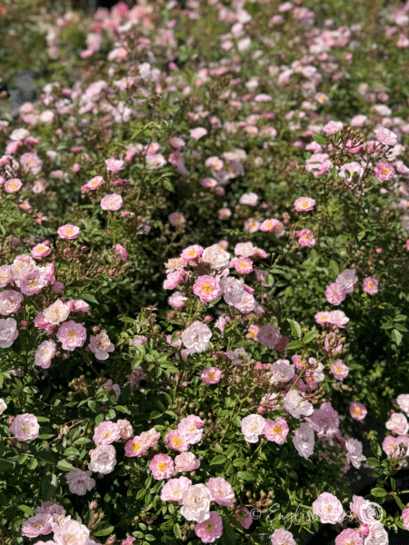 Little Rambler Rose Multiple small blooms - Small pink and white flowers with compact vigorous growth.