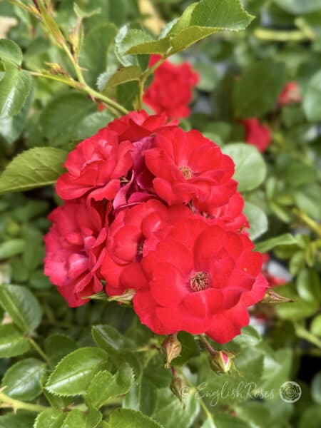 Lots of Kisses Cluster of Red Patio Roses - Multiple red open flowers with green leaves