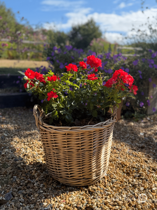 Lots of Kisses Rose Planted in a Large Willow Basket - Red patio rose gift planted and ready for the garden.