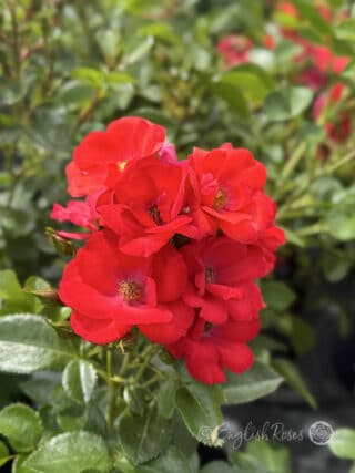 Lots of Kisses Rose Red Patio Rose - Cluster of small red flowers with green foliage