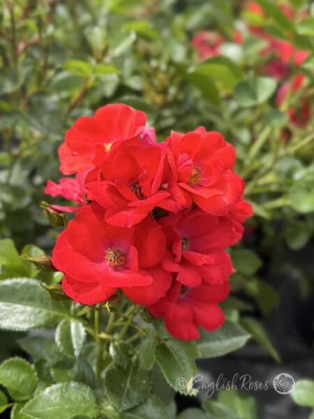 Lots of Kisses Rose Red Patio Rose - Cluster of small red flowers with green foliage