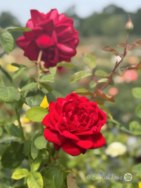 Loving Memory Rose Multiple Blooms - large red blooms