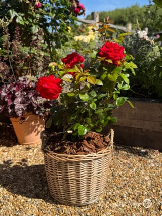 Loving Memory Rose in a large willow basket - large red blooms