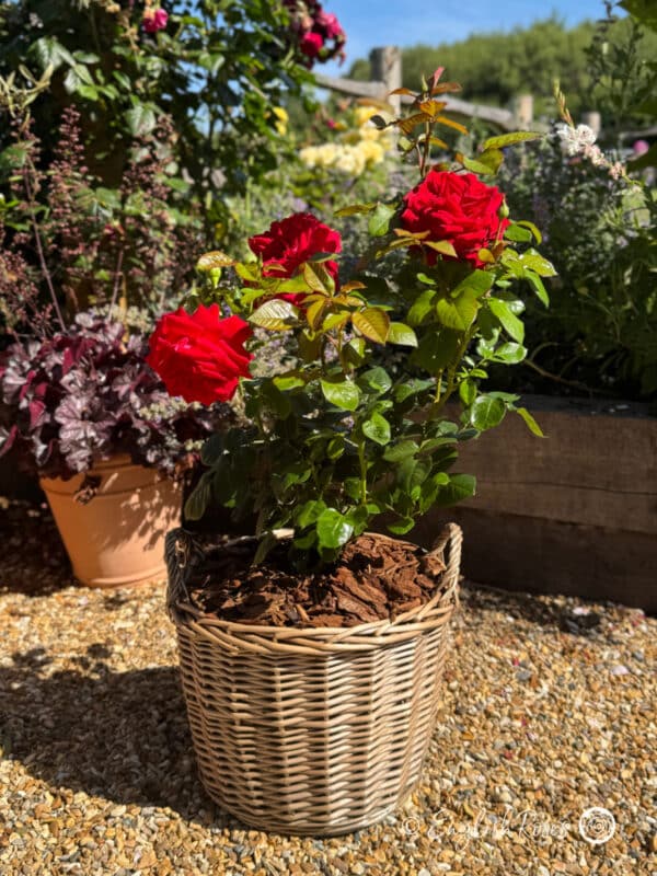 Loving Memory Rose in a large willow basket - large red blooms