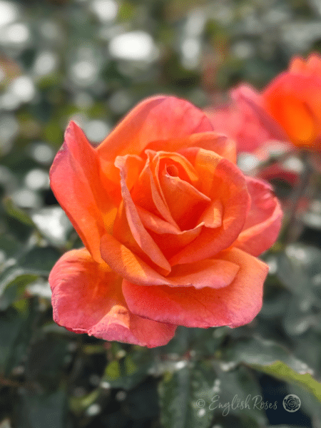 Mamma Mia Rose Orange Blend Bloom with dark green foliage
