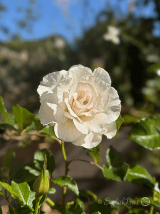 Margaret Merril Rose Close Up White Floribunda - Close up white rose with buds and green leaves