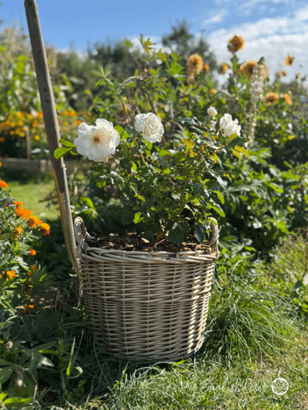 Margaret Merril Rose White Floribunda planted - Planted basket in a sunny garden with green foliage