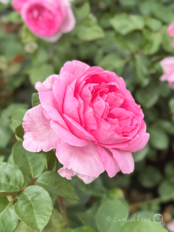 A Rose For Millie - English Roses Gift