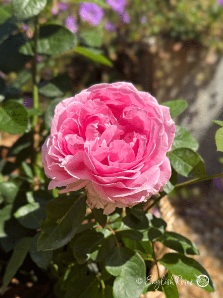 A Rose For Millie - English Roses Gift - Image 4