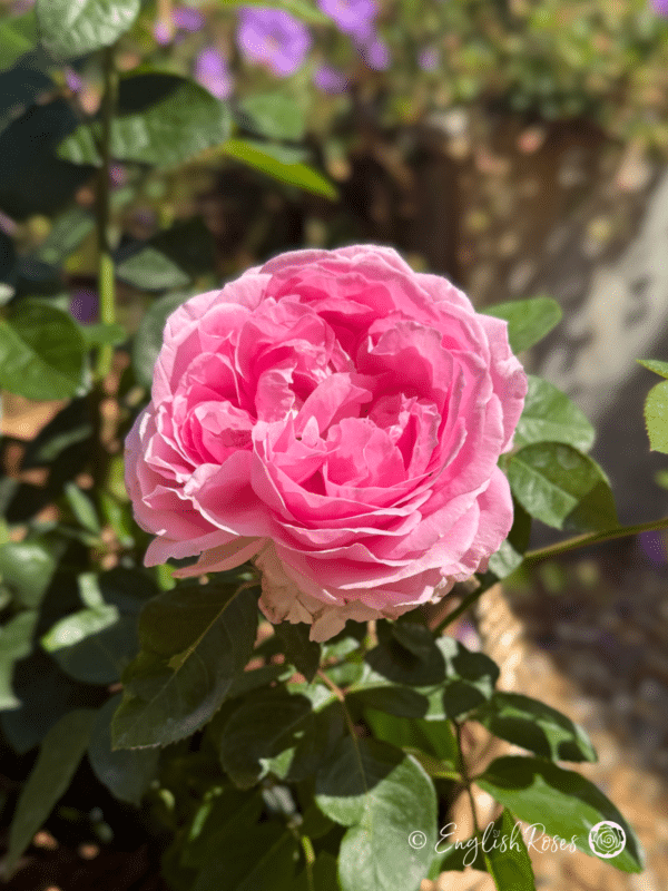 A Rose For Millie - English Roses Gift