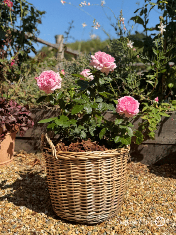 Mum In A Million Rose Planted in a Large Willow Basket - Pink floribunda gift planted basket