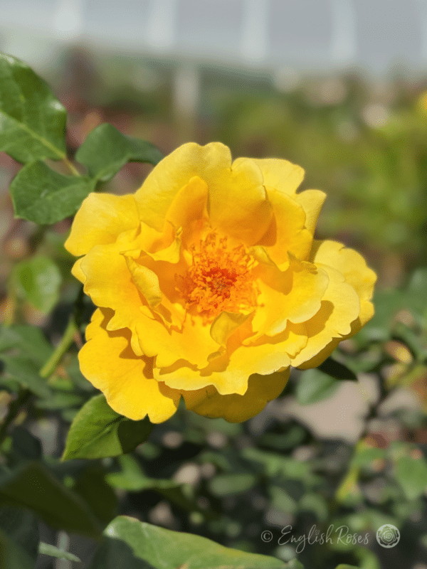 My Lovely Mum Rose - Yellow Open Floribunda Rose