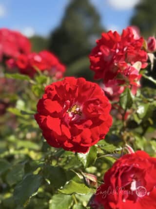 My Mum Rose Multiple Red Flowers - sunny garden with red roses with white centres and green leaves.
