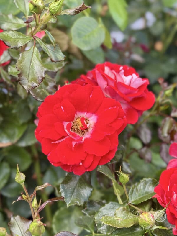 My Mum Rose Open Red and White Bloom - Red open bloom with white centre and yellow stamens. Green foliage and buds.