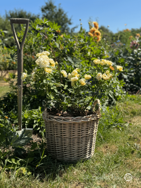 Our Dream Rose Planted in a Large Willow Basket - Garden-Ready basket with creamy yellow patio compact blooms and green foliage