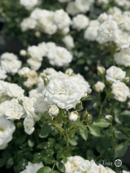 Pearl Wishes Rose White Patio Rose - lots of small white flowers with buds and dark green foliage