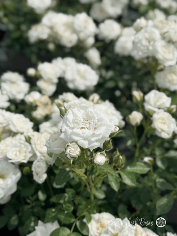 Pearl Wishes Rose White Patio Rose - lots of small white flowers with buds and dark green foliage