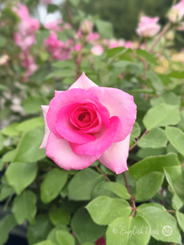 Pink Perfection Rose Bright Pink Flower - Opening bloom with bright pink petals