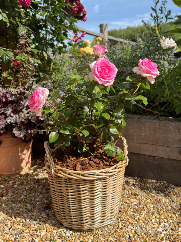 Pink Perfection Planted in a Large Willow Basket - Pink scented hybrid tea planted in a basket