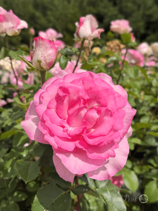 Pink Perfection Rose Bright Pink buds and blooms - Fully open scented pink bloom with lots of buds