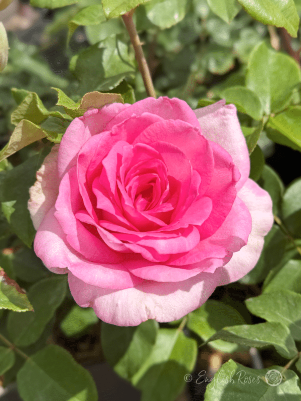 Pink Perfection Rose Close Up Open Bloom - Scented pink hybrid tea rose