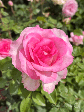 Pink Perfection Rose Close Up - Large pink scented bloom