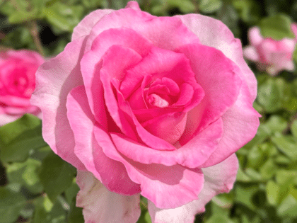 A Rose For Sophie - English Roses Gift Image