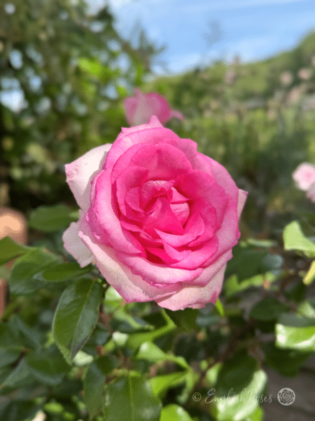 Pink Perfection Rose Pink Flower and Green Leaves - Beautiful pink bloom