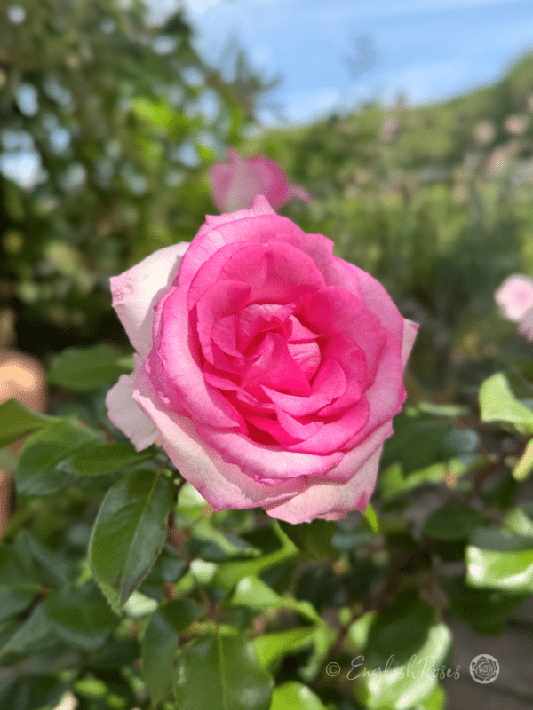 Pink Perfection Rose Pink Flower and Green Leaves - Beautiful pink bloom