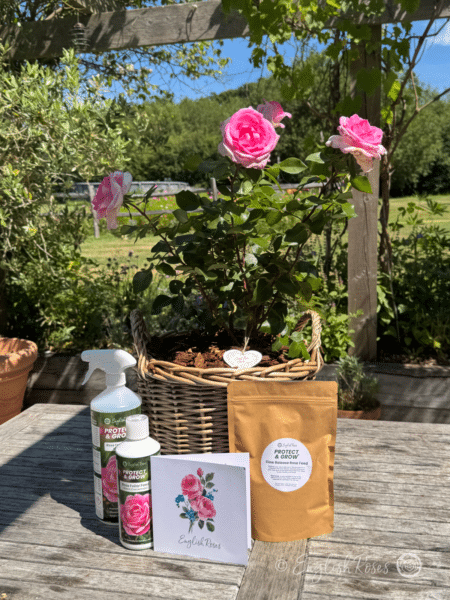 Pink Perfection Rose in Basket with Gift Wrap - Pink gift planted rose with gift wrap items