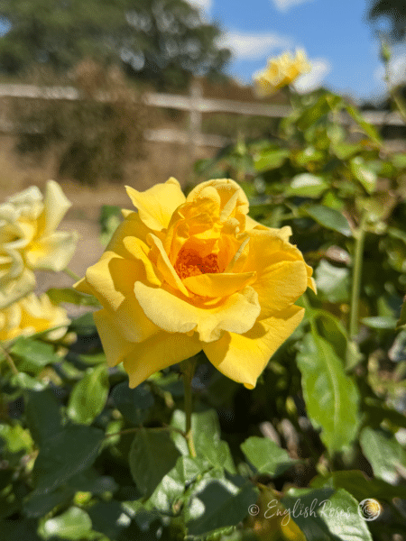 Precious Gold Rose Yellow Open Bloom in Garden