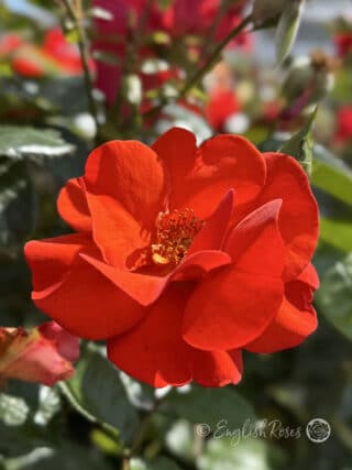 Precious Love Rose Close Up Bloom - Red Orange Open Petals