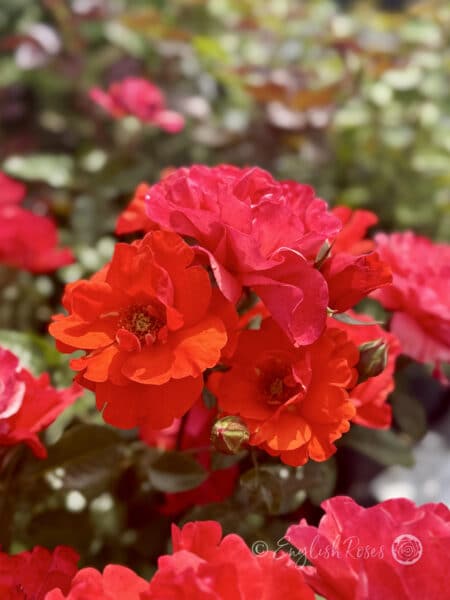 Precious Love Rose Cluster of Red Orange Flowers - Open blooms with yellow stamens
