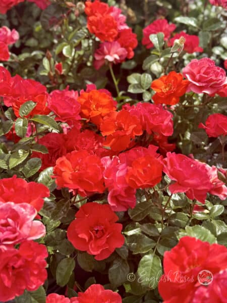 Precious Love Rose Lots of Blooms - Beautiful rose bush full of flowers