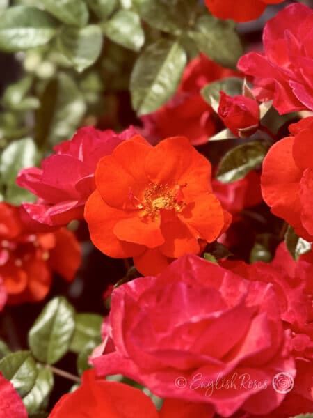 Precious Love Rose Open Rose Bloom - Open floribunda rose blooms
