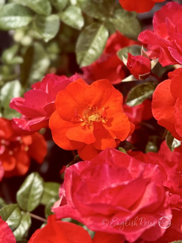Precious Love Rose Open Rose Bloom - Open floribunda rose blooms