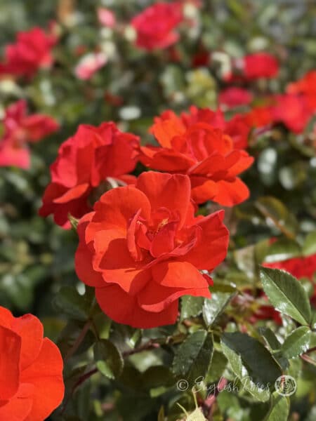 Precious Love Rose Orange-Red Flowers with green foliage