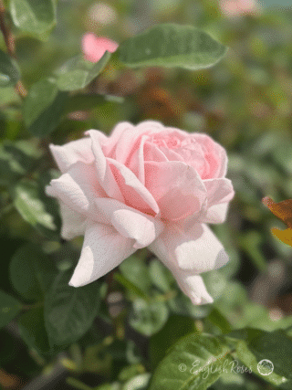 Pretty Parfuma Rose Open Pale Pink Bloom - Bloom opening with pale pink petals