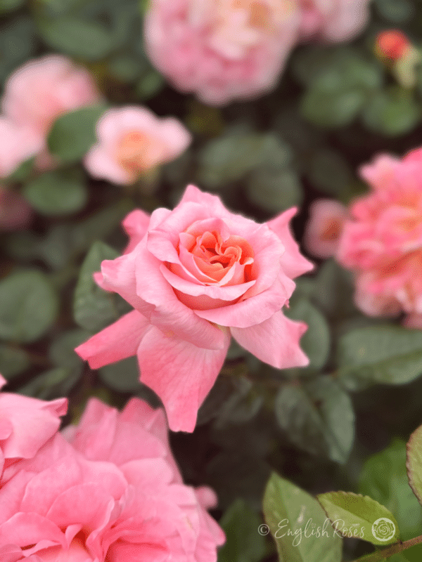Rachel Rose Pink Apricot Bloom opening
