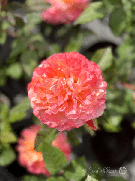 Rachel Rose Pink Orange Frilled Blooms with green foliage