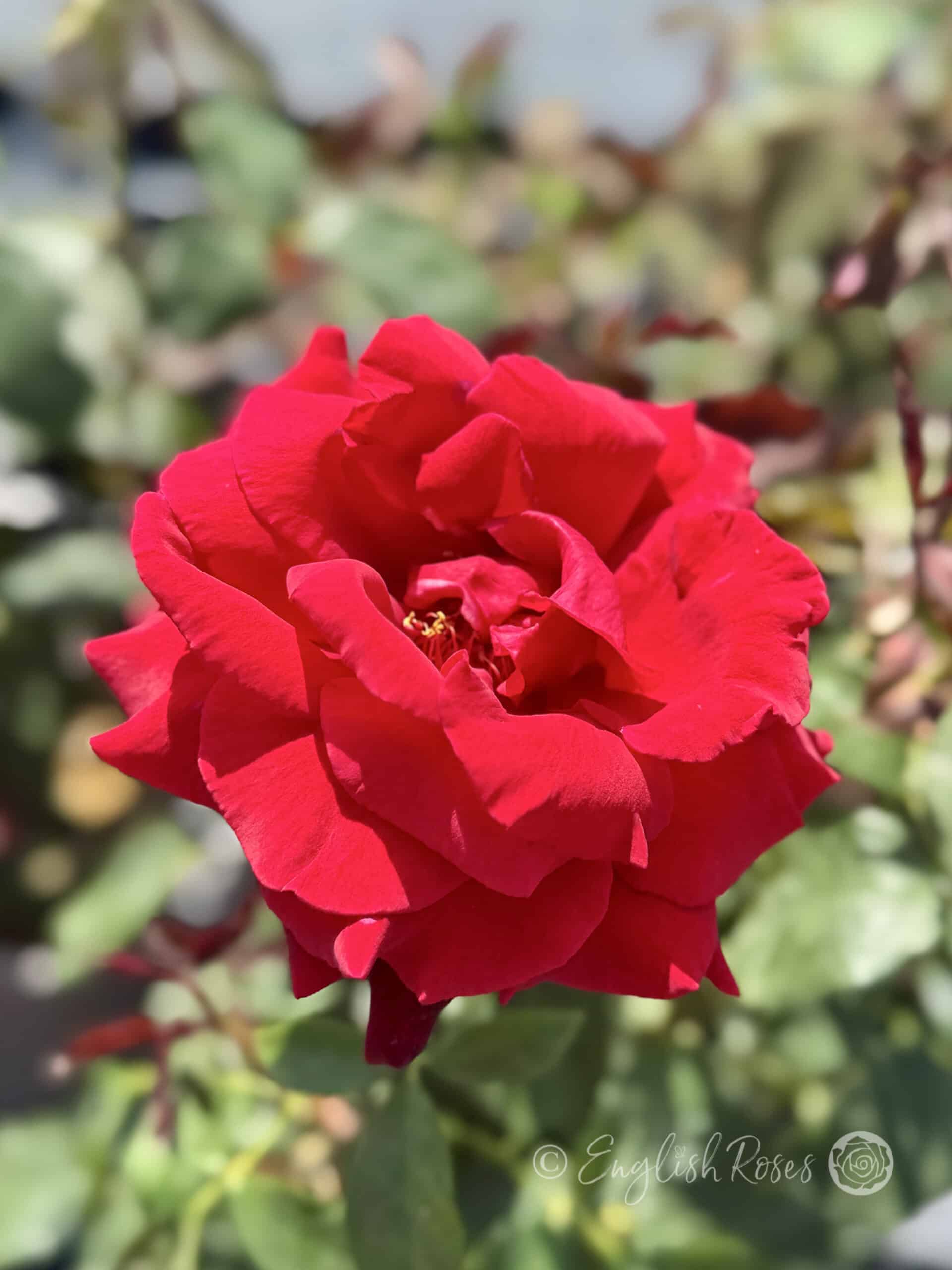 Fragrant Charm Rose - Award Winning Roses - English Roses