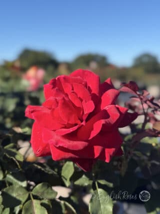 Royal William Rose Open Bloom Main Image - Open full red bloom