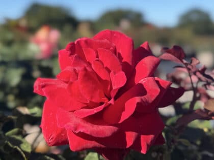 Leonora Christine Rose Image