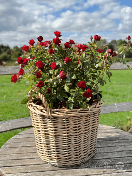 Ruby Wishes Rose Planted in a Willow Basket - compact red roses planted in a basket