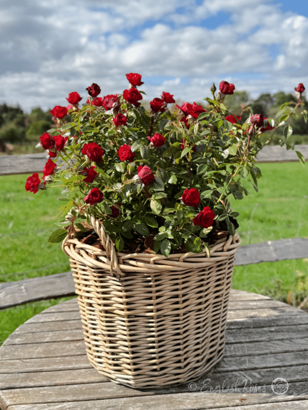 Ruby Wishes Rose Planted in a Willow Basket - compact red roses planted in a basket