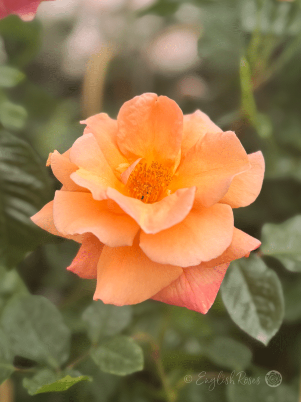 Scent from Heaven Rose Close Up Bloom - Orange and yellow toned open bloom
